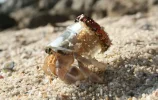 Hermit Crab.webp