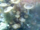 Polyps.webp