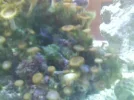 polyps2.webp