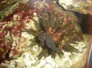 sea urchin with sea horse.webp