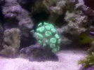 New Coral.webp