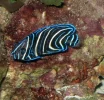 Juvenile Angelfish.webp