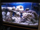 lilreefs20g.webp