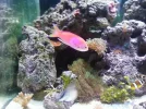 anthias.webp