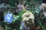 001 bubble algae on leather coral.webp