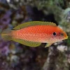 p-37172-kuiteri-wrasse.webp