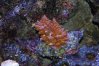 004 Acropora with crab resized 3.jpg