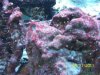 coraline2.jpg