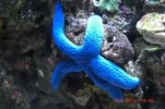 012 star fish resized.webp