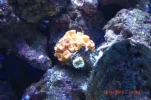 007 sun coral resized.webp