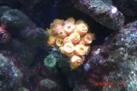 018 sun coral resized with green coral.webp