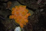 010 SUN CORAL Resized.webp