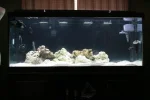 fish tank 3.webp