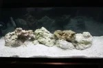 fish tank 16.webp