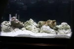 fish tank 18.webp