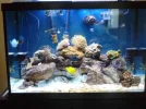 aquarium 65 gallons.webp