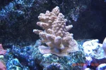 022 Acropora resized stag horn.webp