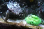 016 Feather duster and green brain coral.webp