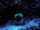 Hammer Coral Upload.webp