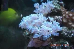 017 waving hand and zoas resized.webp