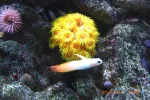 sun coral and fire fish resized.webp