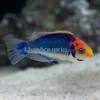 fairy wrasse.webp