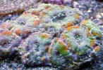 Rainbowacan.webp