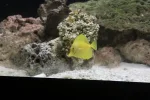 Yellow tang.webp