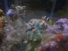 clowncoral.webp