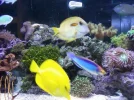 fairywrasse.webp