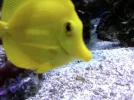 yellow tang.webp