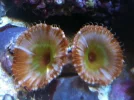 polyps.webp