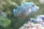 pufferfish1.webp