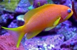 anthias.webp