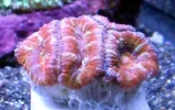 rainbowacan.webp