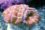 rainbowacan3.webp