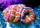 rainbowacan3-556x398.webp