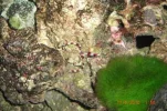 004 banded shrimp resized 1.webp