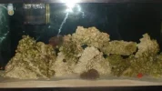 tank photos 002.webp