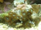 evenmorepolyps.webp