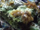 morepolyps.webp