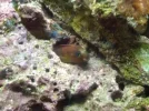 myblenny.webp