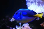 026 dory resized.webp