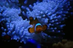 029 Nemo sneaking out at night resized.webp