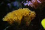 031 yellow polyps resized.webp