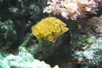 007 yellow polyps resized.webp