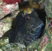 010 Lenny The Blenny cropped and resized.webp