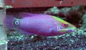 wrasse.webp