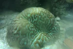 brain coral.webp