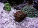 coral2.webp